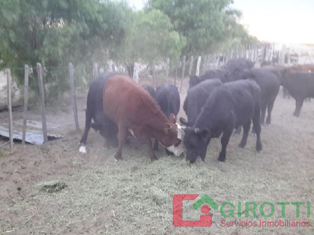 Imagen14