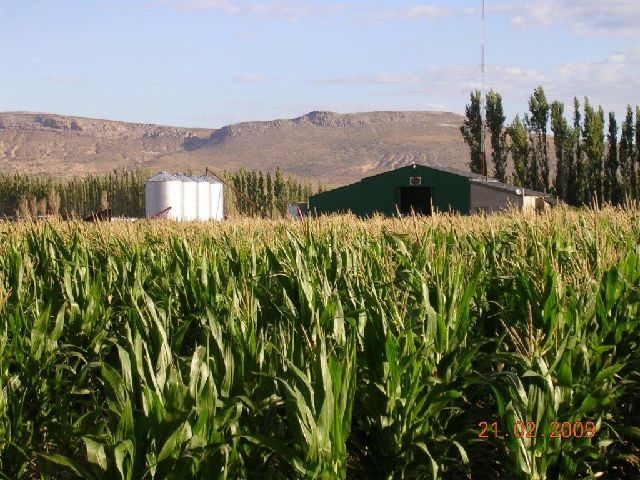 18 HA FEED LOT NEUQUEN