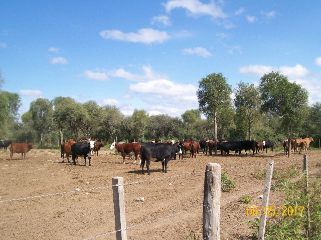 4.000 HA URUTUAU SOBRE RUTA 16 SANTIAGO DEL ESTERO