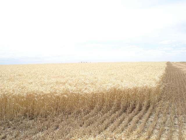 226 HA PEHUEN CO