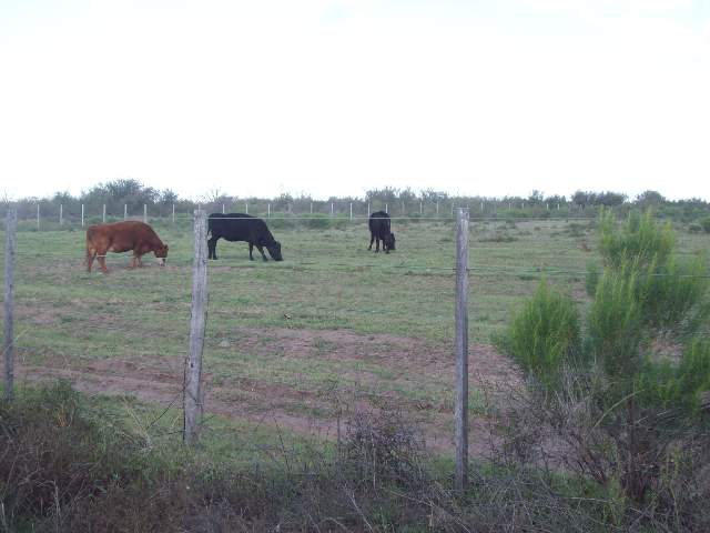 5.500 HA SAN LUIS PARA 1500 VACAS