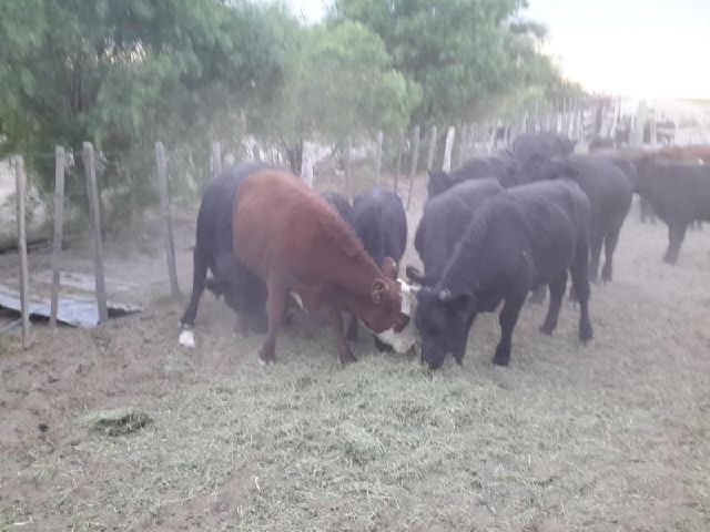 Imagen14