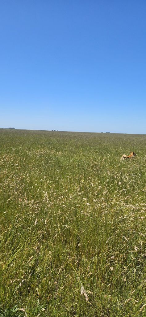 165 Ha TENIENTE ORIGONE