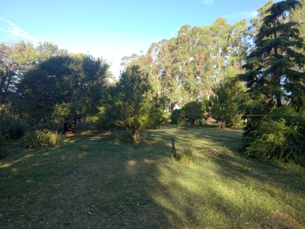 100 ha CORONEL PRINGLES