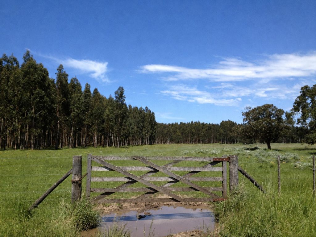 110 ha FORESTADAS CON EUCALIPTUS GLOBULUS