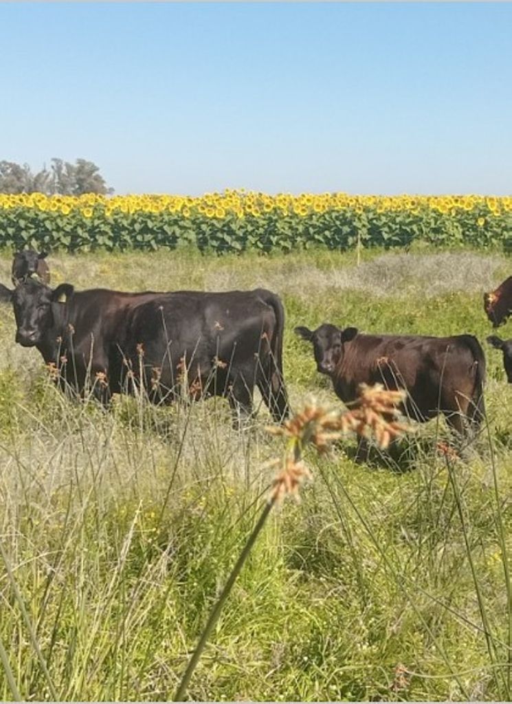 382 HA 9 de JULIO