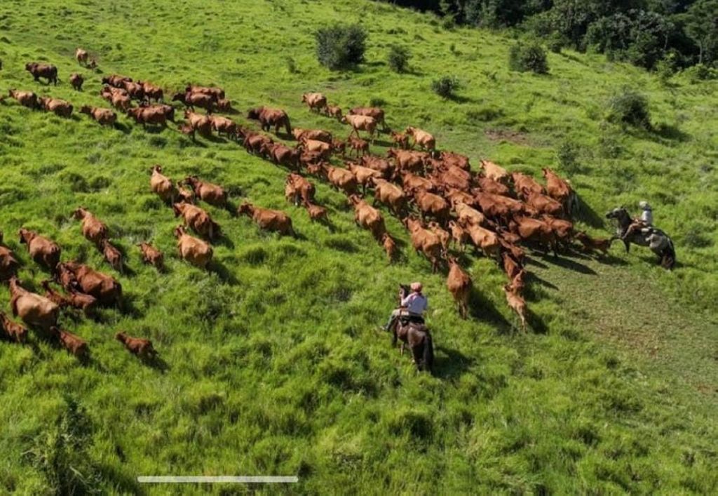 512 HA PRECIOSA ESTANCIA EN MISIONES