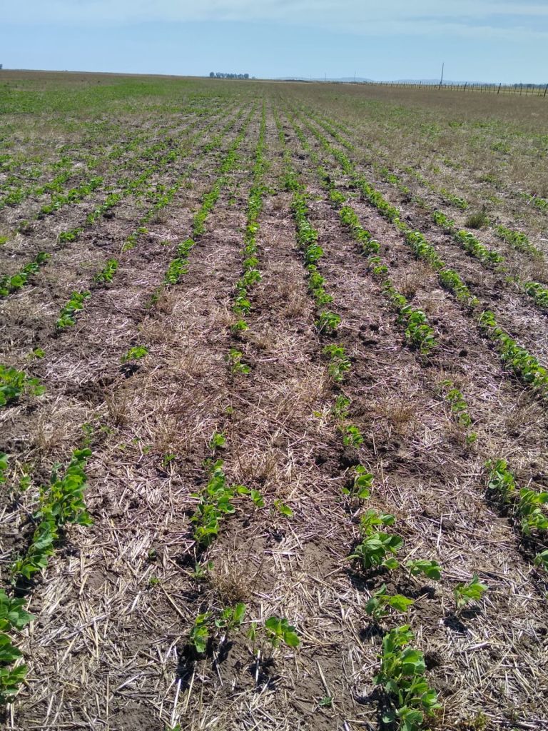 200 HA SAN CAYETANO - JUAN MANUEL FERNANDEZ