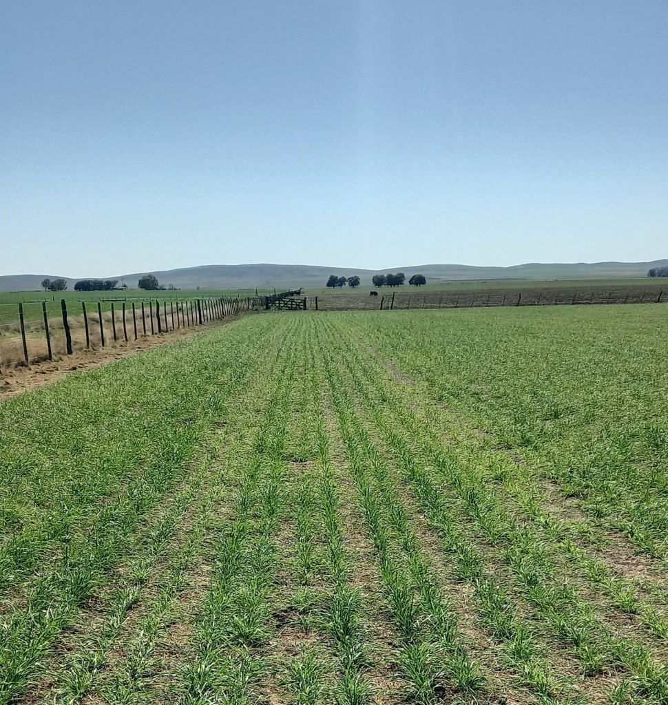 270 Ha PIGUE CON PIVOTE DE RIEGO