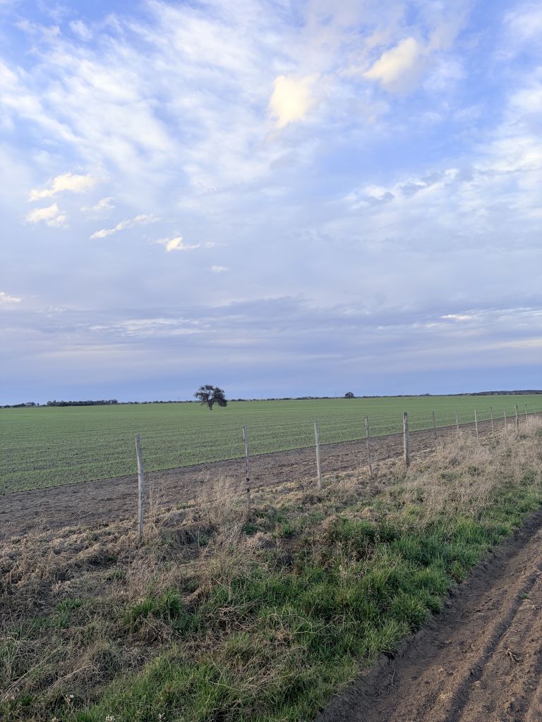 260 ha ALGARROBO VILLARINO