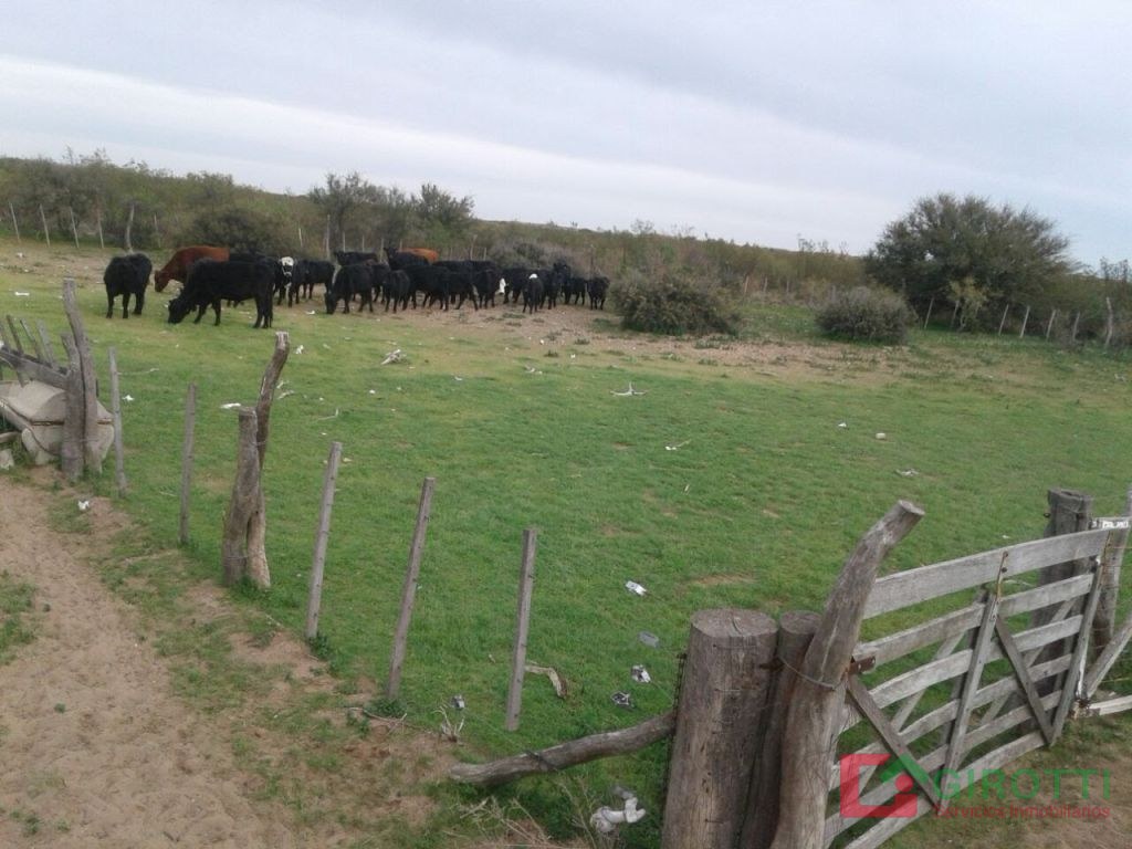 5.000 HA ARBOL SOLO LA PAMPA CON HACIENDA INCLUIDA