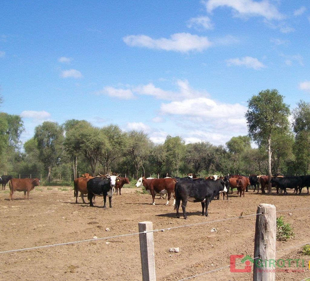 4.000 HA URUTUAU SOBRE RUTA 16 SANTIAGO DEL ESTERO