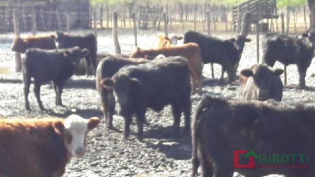 3.170 HA MERLO SAN LUIS