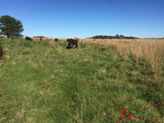 56 HA BELLA VISTA CORRIENTES