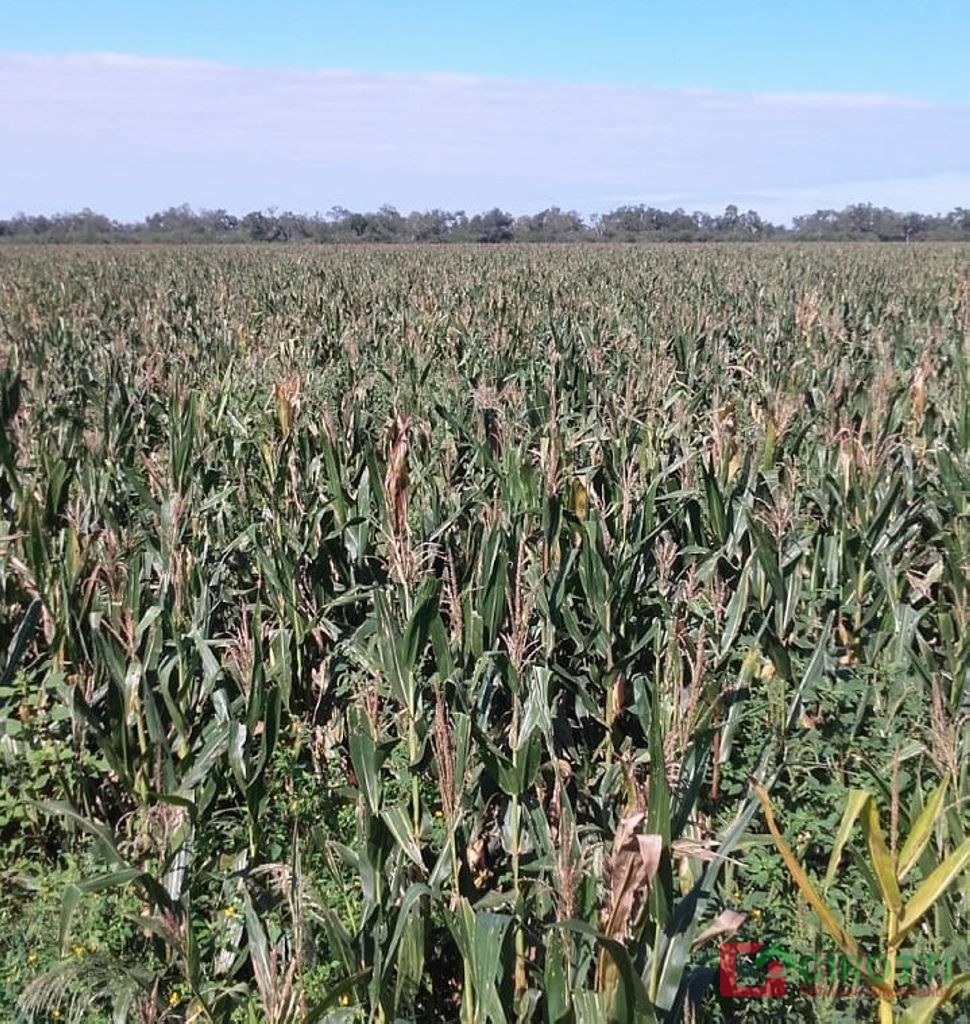 11.795 HA LAS LAJITAS - ORAN SALTA