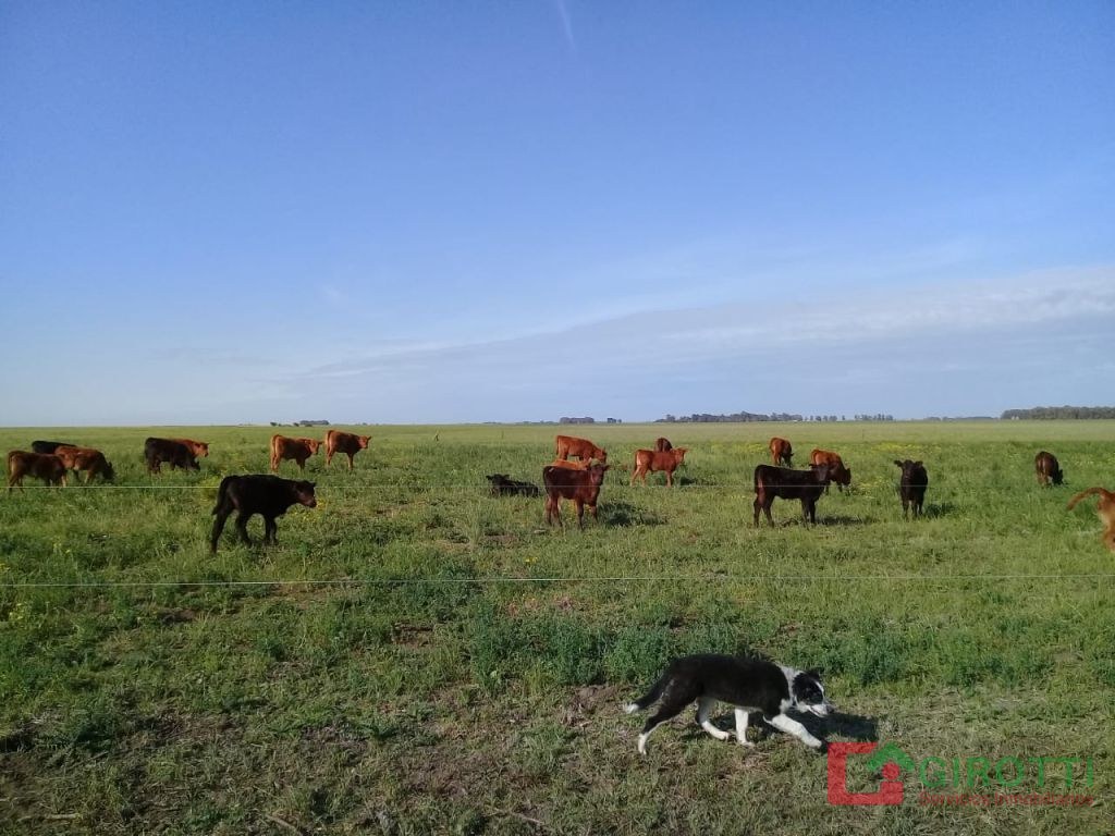 450 HA RAUCH