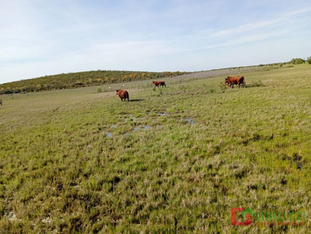 7.500 ha PASO DE LOS ALGARROBOS