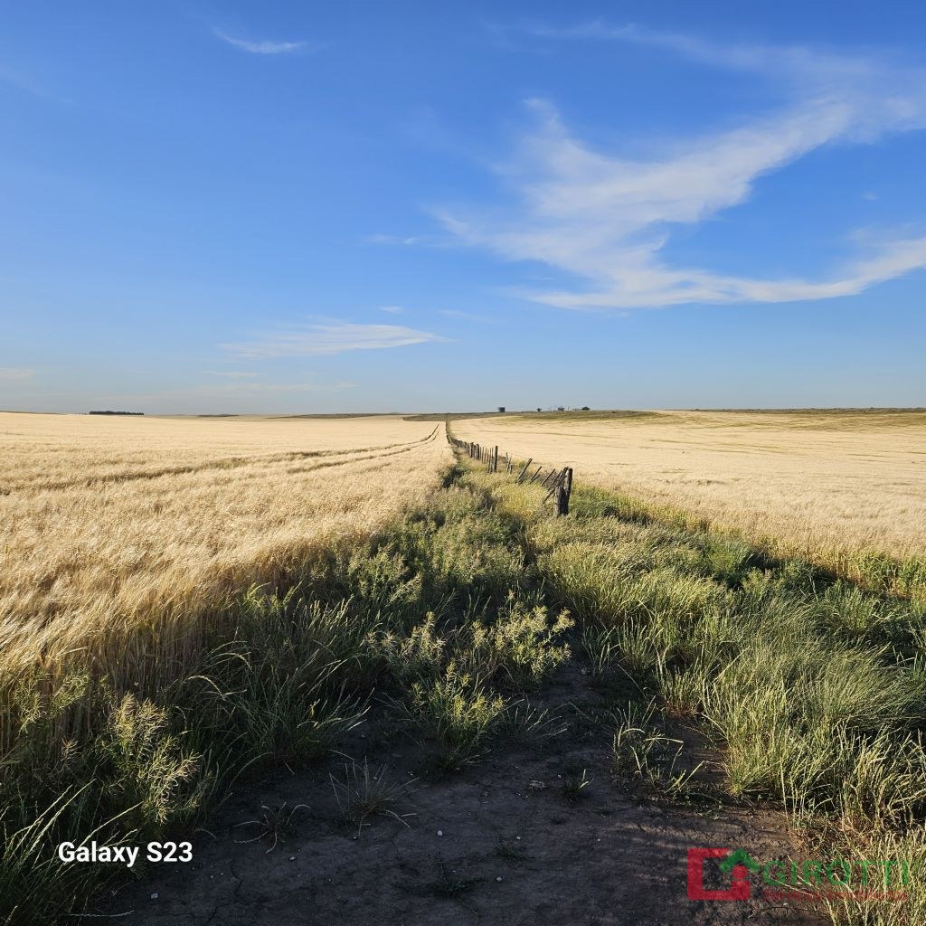 340 HA CORONEL DORREGO AGRICOLA 75 %
