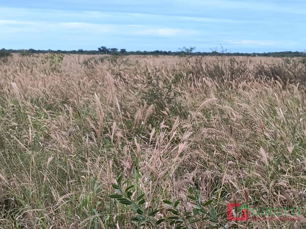3.000 ha PLUMA DE PATO SALTA