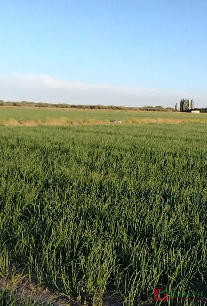 1.600 ha PEDRO LURO mixto con riego