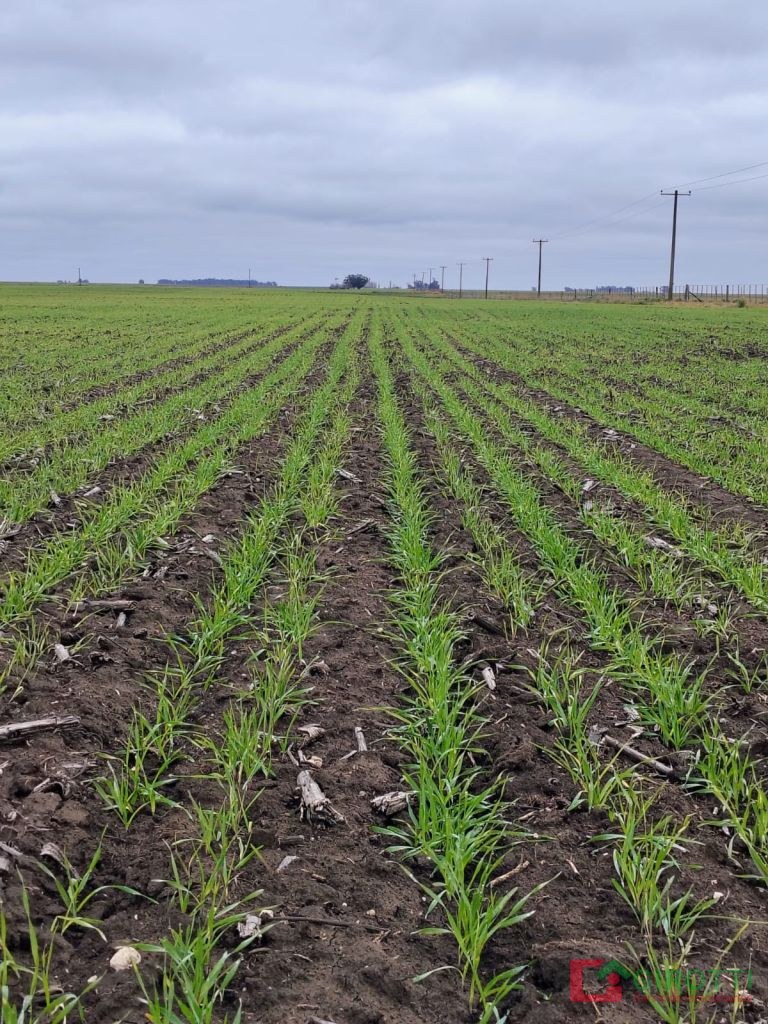 200 HA SAN CAYETANO - JUAN MANUEL FERNANDEZ