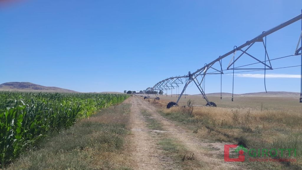270 Ha PIGUE CON PIVOTE DE RIEGO